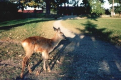 Bambi2